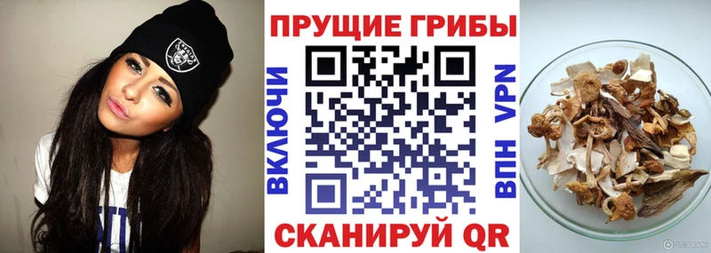 Псилоцибиновые грибы прущие грибы  Красный Холм 